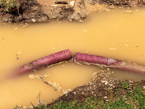 Best Mold removal after water damage  in Mcmechen, WV